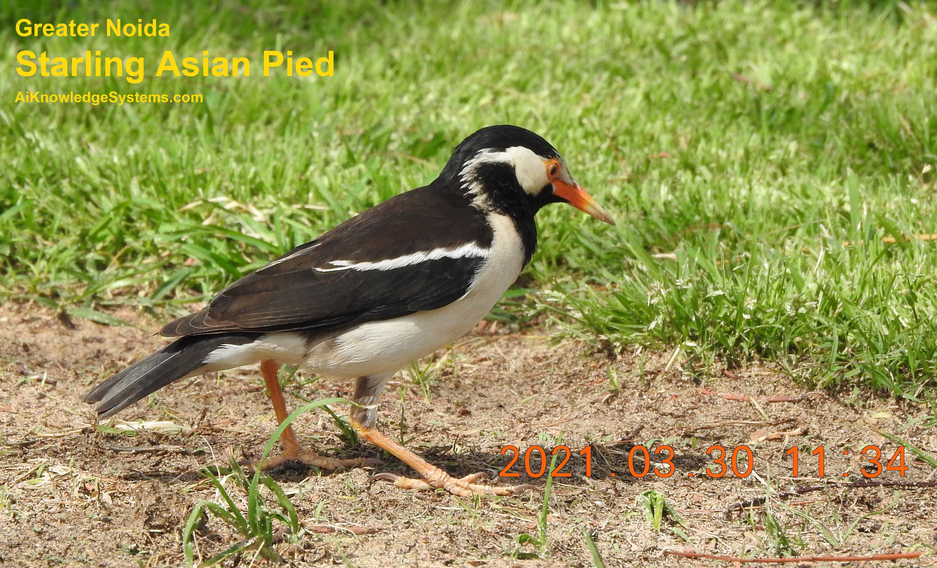 Starling Asian Pied (25) Coming Soon